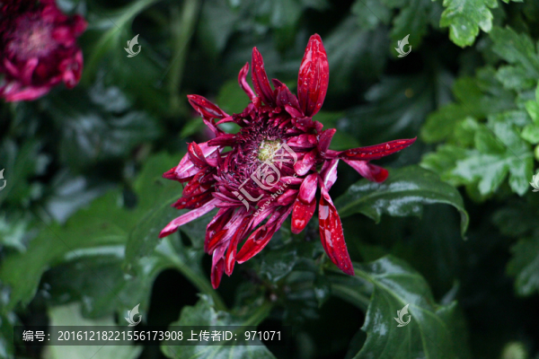 菊花