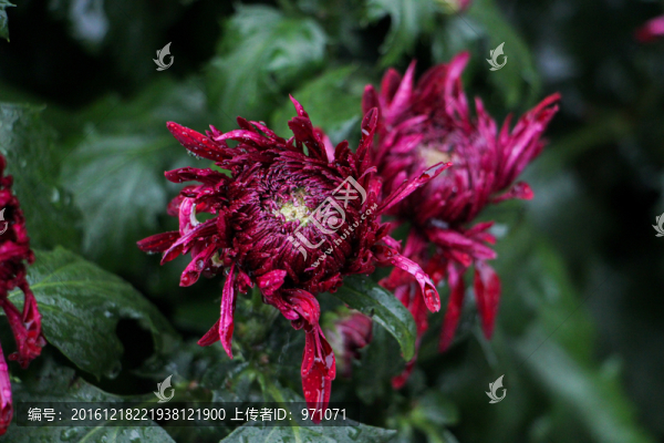 菊花