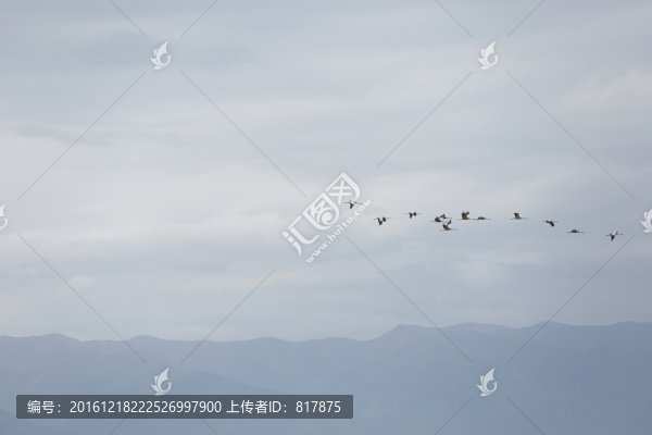 蓑羽鶴