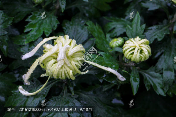 菊花