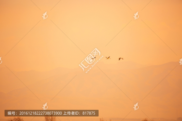 蓑羽鶴