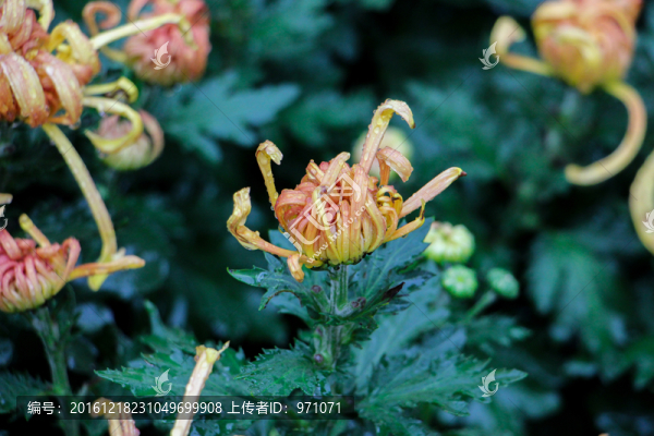 菊花