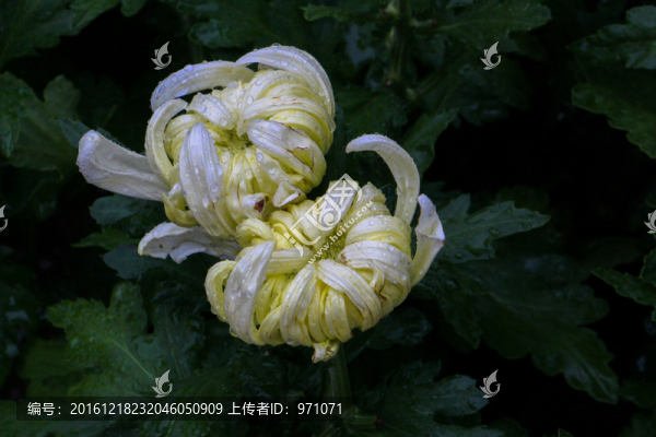菊花
