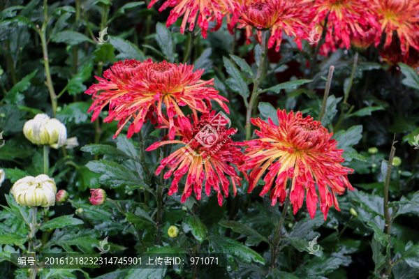 菊花