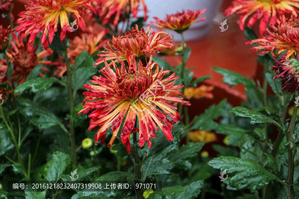 菊花