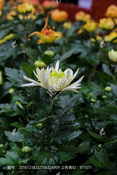 菊花