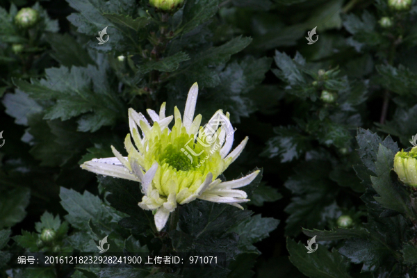 菊花