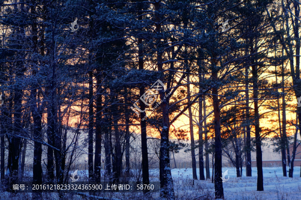 樹林朝陽雪景