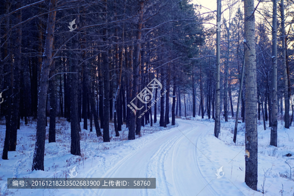 清晨樹林雪路