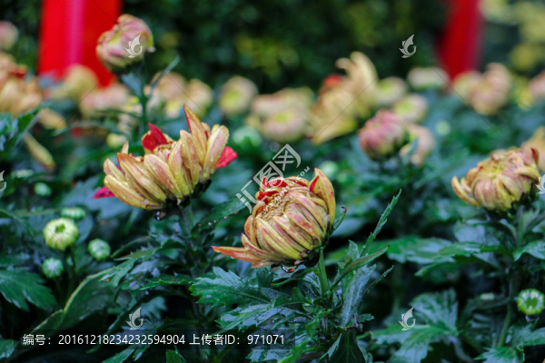 小菊花