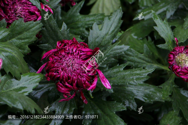 小菊花