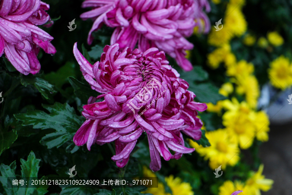 菊花