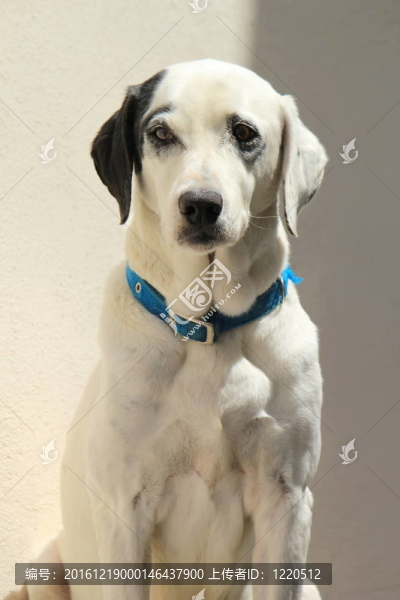 大麥町犬