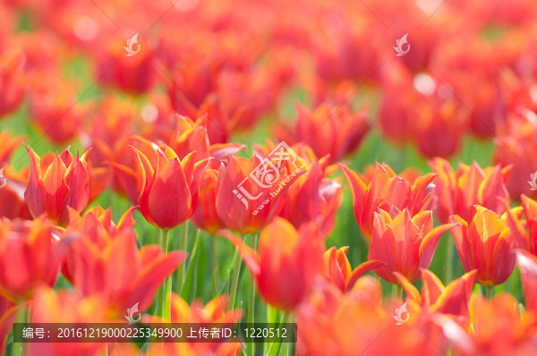 花園里的郁金香