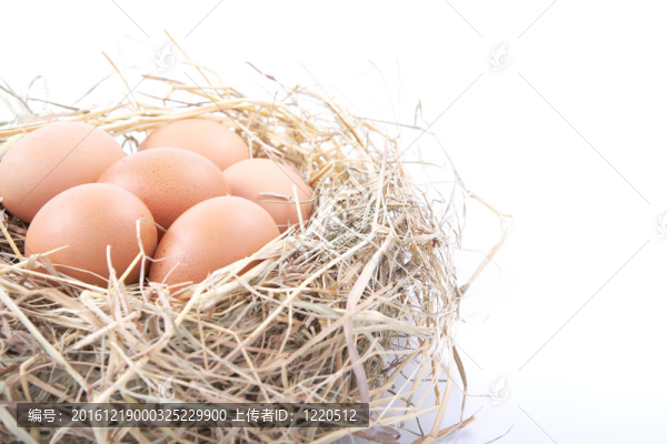 白底的鳥巢里的棕色蛋