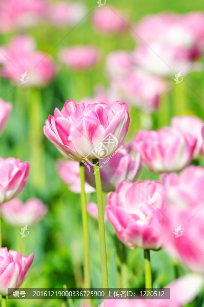 夏天有郁金香花的花園