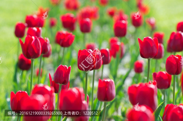 夏天有郁金香花的花園