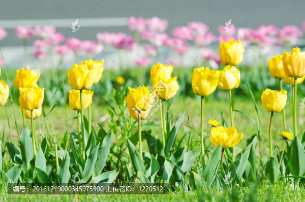 夏天有郁金香花的花園