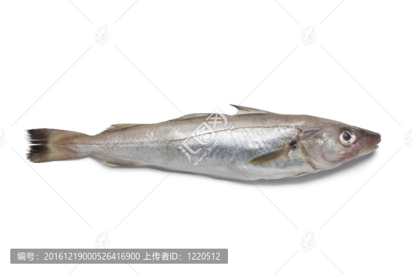 單一的新鮮鱈魚