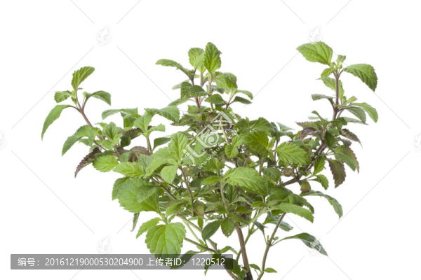 新鮮的阿茲臺(tái)克香草