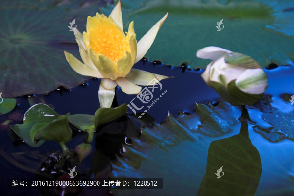 水百合花