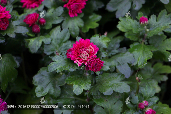 彩菊