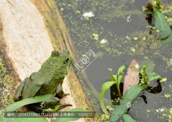 牛蛙