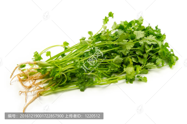 香菜