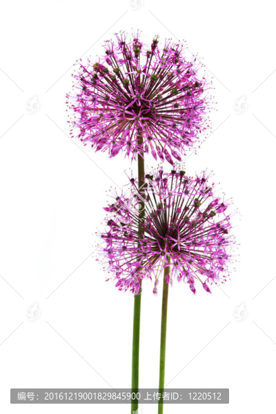 丁香花