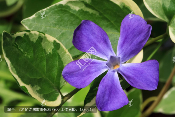 紫蔓長春花葉varigated
