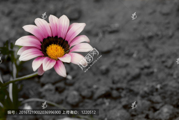 一朵鮮艷的花