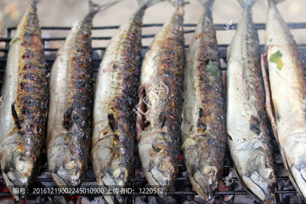 鯖魚