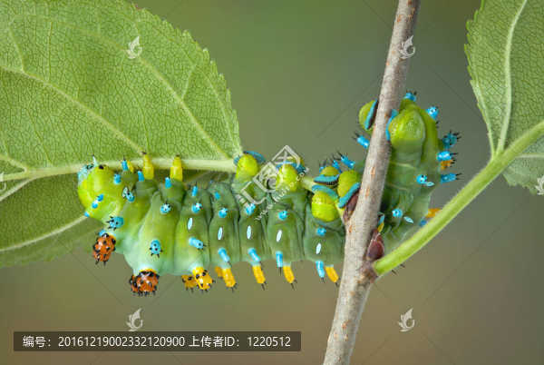 天蠶卡特彼勒對植物