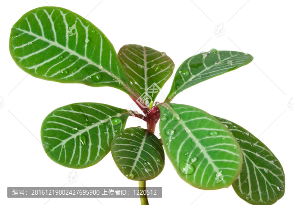 一個小手掌特寫的葉子；白色隔離