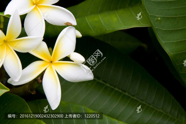 雞蛋花