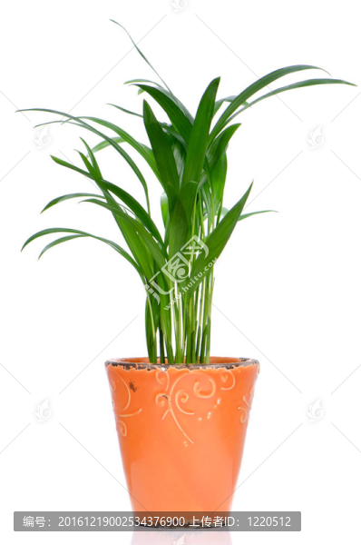 室內(nèi)植物