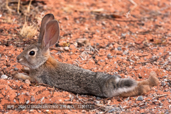黑尾沙漠Jack,Rabbit