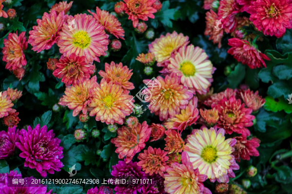 菊花