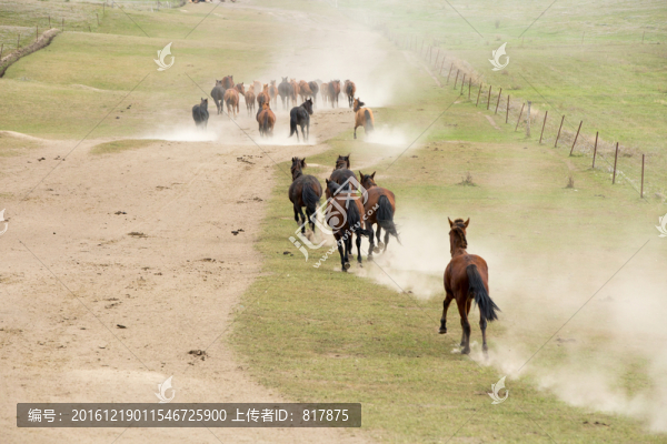 馬群