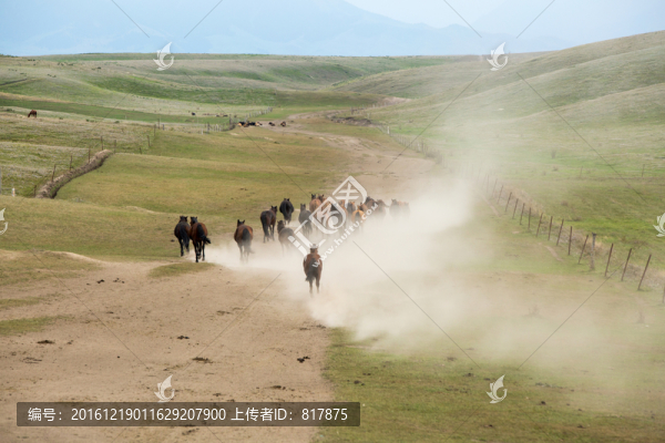 馬群