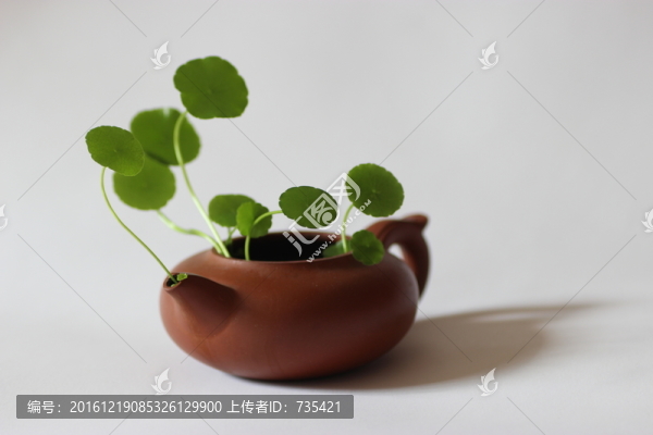 紫砂壺插花藝術(shù)