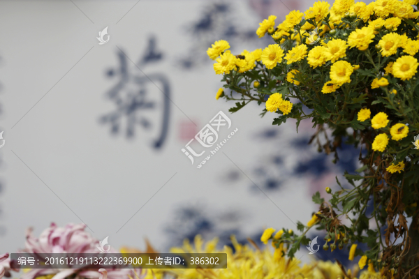 菊花