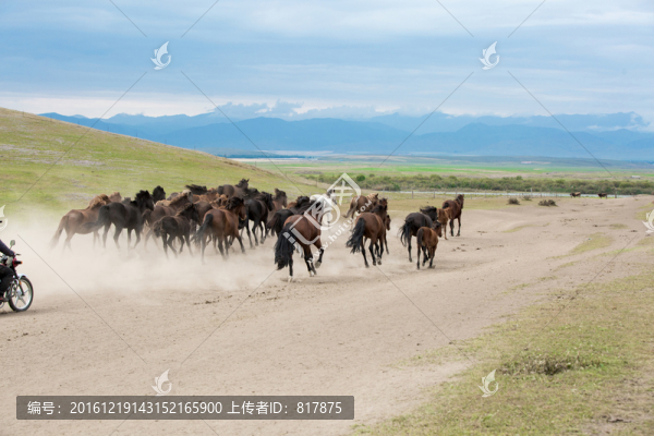 奔馬