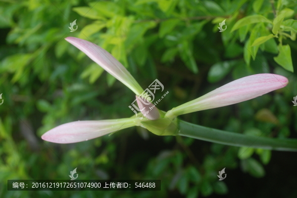 蘭花