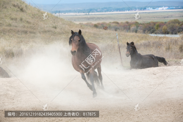 馬群