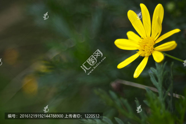 單菊花和瘋狂的散景