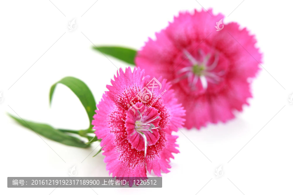 瞿麥花