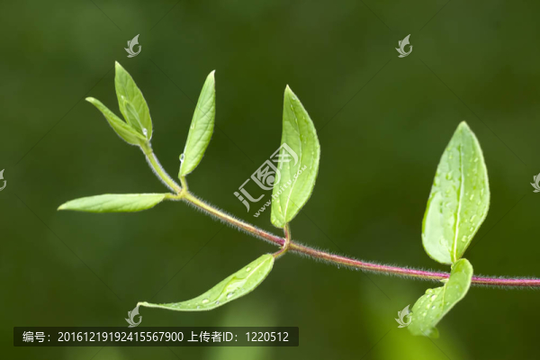 雨滴