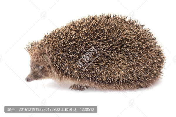 刺猬