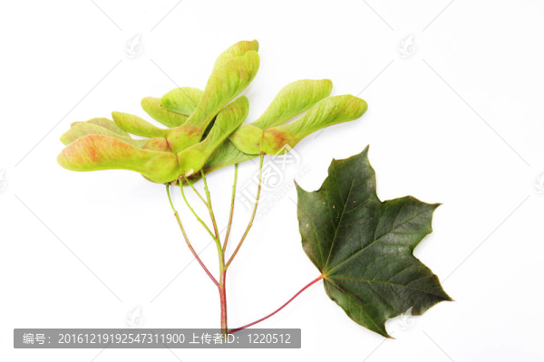 懸鈴木種子和葉
